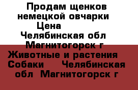 Продам щенков немецкой овчарки › Цена ­ 5 000 - Челябинская обл., Магнитогорск г. Животные и растения » Собаки   . Челябинская обл.,Магнитогорск г.